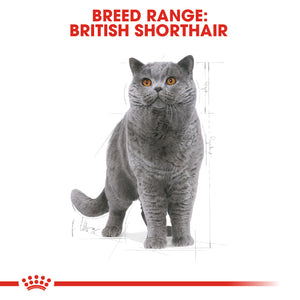 Royal Canin British Shorthair Adult Cat Food (2Kg)