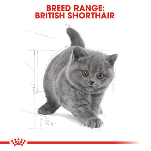 Royal Canin British Shorthair Kitten Cat Food  (2Kg)